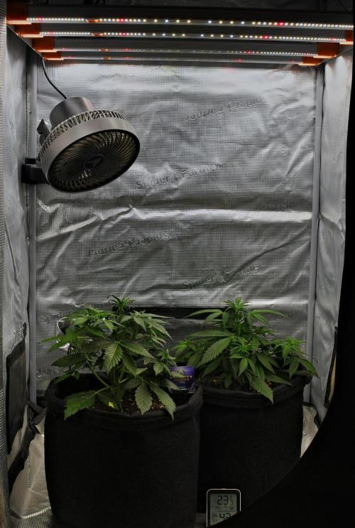 Sticky Broccoli | Eternity Grow Cup. Week 5 - Day 29