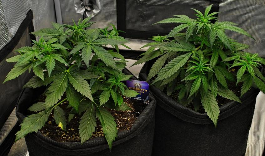 Sticky Broccoli | Eternity Grow Cup. Week 5 - Day 29