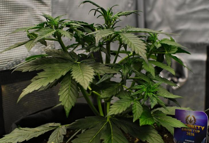 Sticky Broccoli | Eternity Grow Cup. Week 5 - Day 29 Broccoli #1