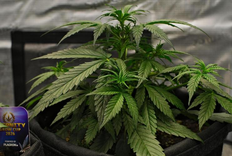 Sticky Broccoli | Eternity Grow Cup. Week 5 - Day 29 Broccoli #2