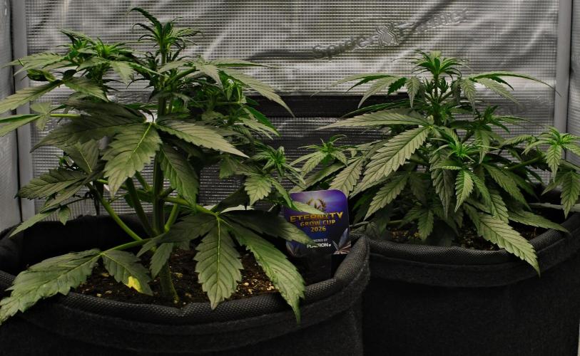 Sticky Broccoli | Eternity Grow Cup. Week 5 - Day 29