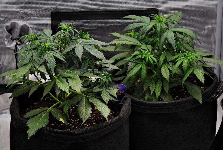 Sticky Broccoli | Eternity Grow Cup. Week 5 - Day 30