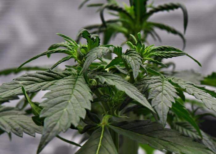 Sticky Broccoli | Eternity Grow Cup. Week 5 - Day 30 Broccoli #1
Cool "topped" side branches mutation