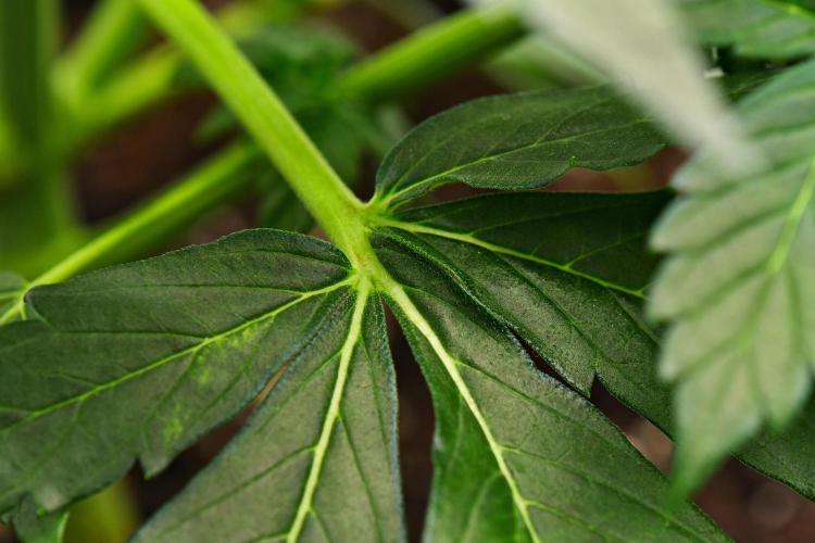 Sticky Broccoli | Eternity Grow Cup. Week 5 - Day 30 Broccoli #1