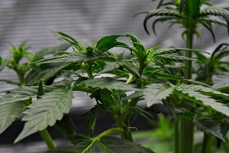 Sticky Broccoli | Eternity Grow Cup. Week 5 - Day 31 Broccoli #1