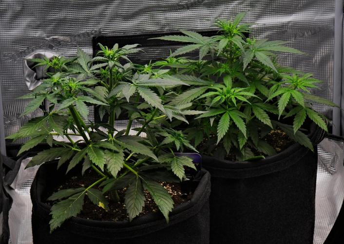 Sticky Broccoli | Eternity Grow Cup. Week 5 - Day 31