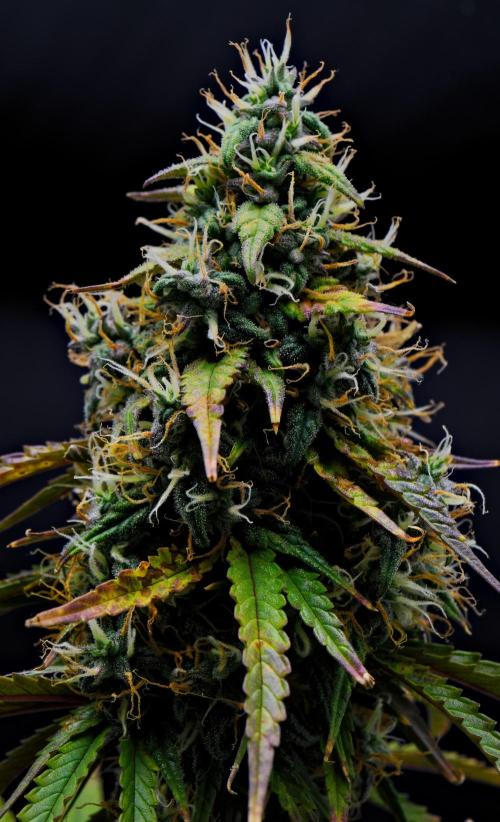 Cinderella | Fastbuds. Week 10 - Day 64