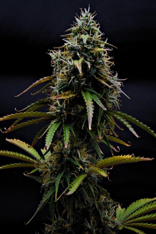 Cinderella | Fastbuds. Week 10 - Day 64