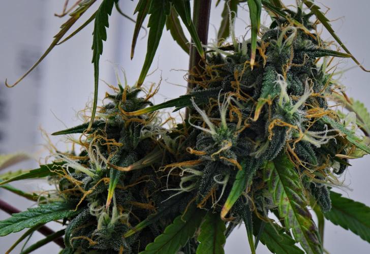 Cinderella | Fastbuds. Week 10 - Day 64