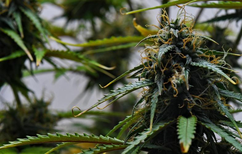 Cinderella | Fastbuds. Week 10 - Day 64