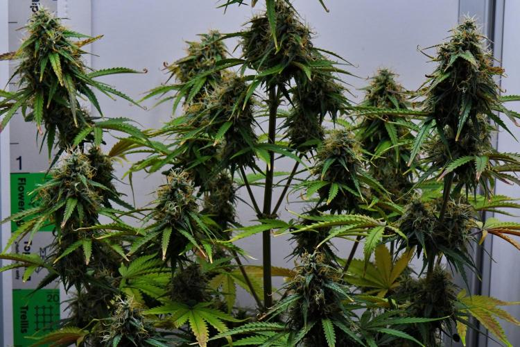 Cinderella | Fastbuds. Week 10 - Day 64