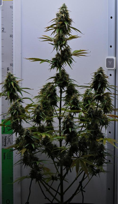 Cinderella | Fastbuds. Week 10 - Day 64