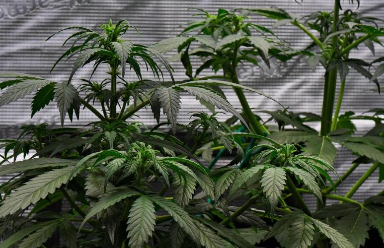 Sticky Broccoli Auto | Eternity Grow Cup. Week 5 - Day 32