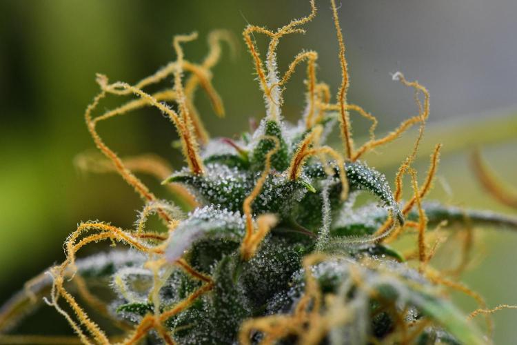 Cinderella | Fastbuds. Week 10 - Day 66