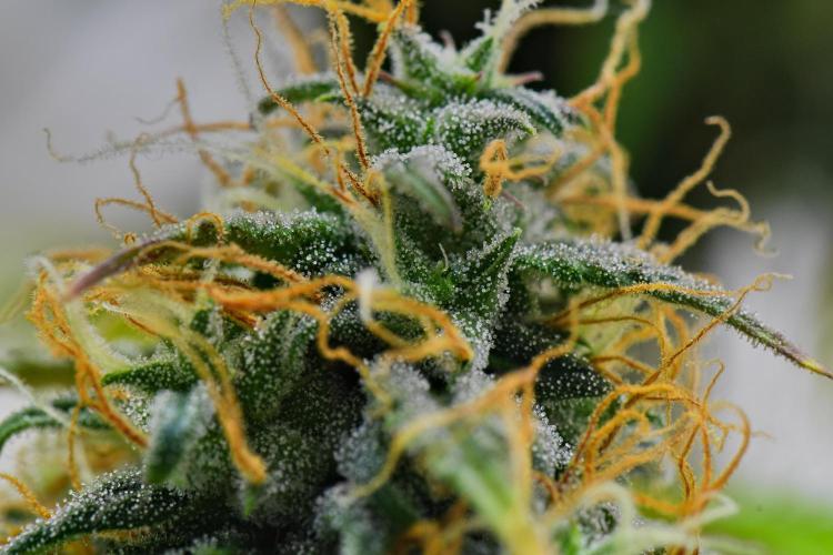 Cinderella | Fastbuds. Week 10 - Day 66