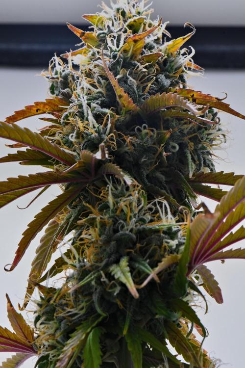 Cinderella | Fastbuds. Week 10 - Day 66