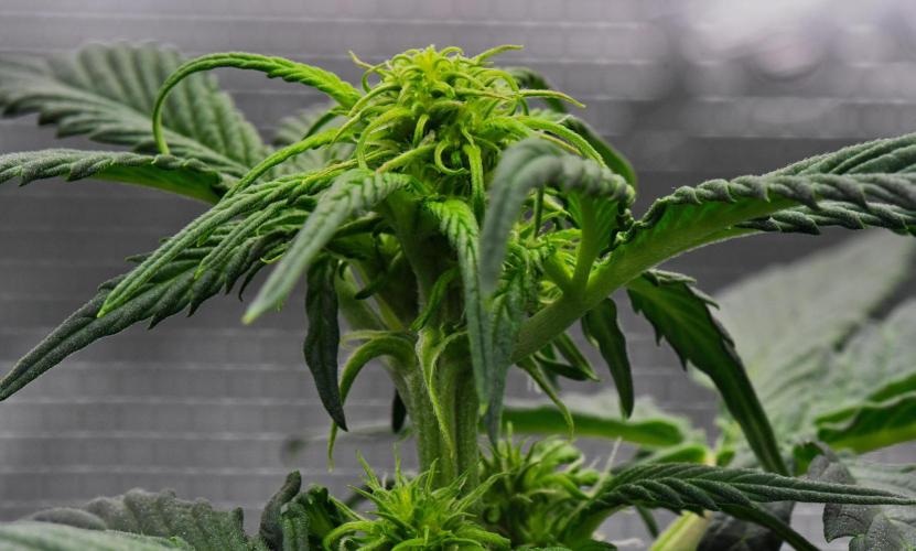 Sticky Broccoli Auto | Eternity Grow Cup. Week 5 - Day 34 Broccoli #1