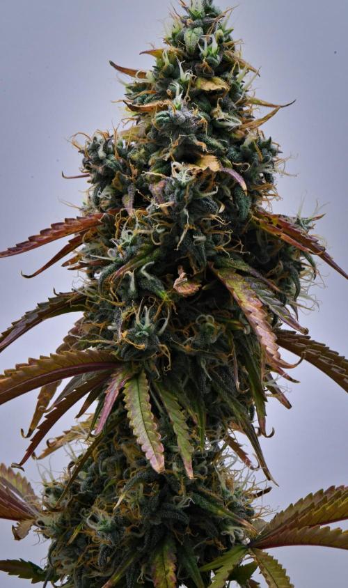 Cinderella | Fastbuds. Week 10 - Day 68