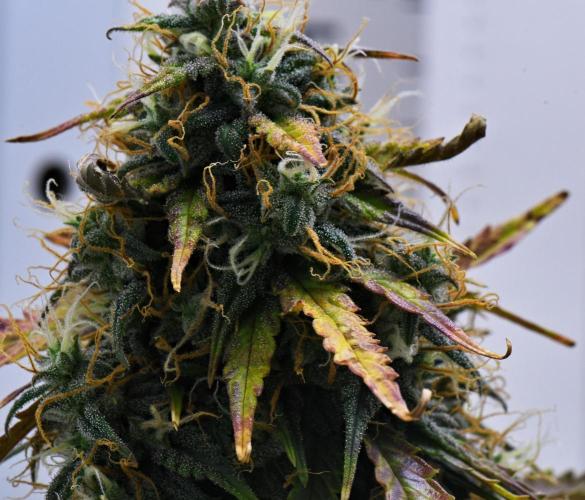 Cinderella | Fastbuds. Week 10 - Day 68