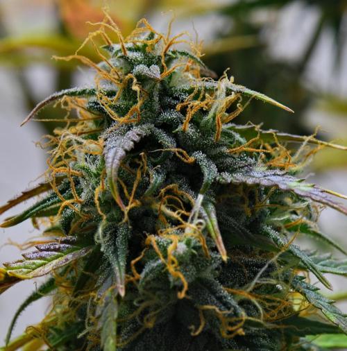 Cinderella | Fastbuds. Week 10 - Day 68