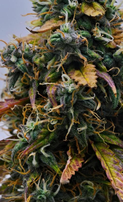 Cinderella | Fastbuds. Week 10 - Day 68