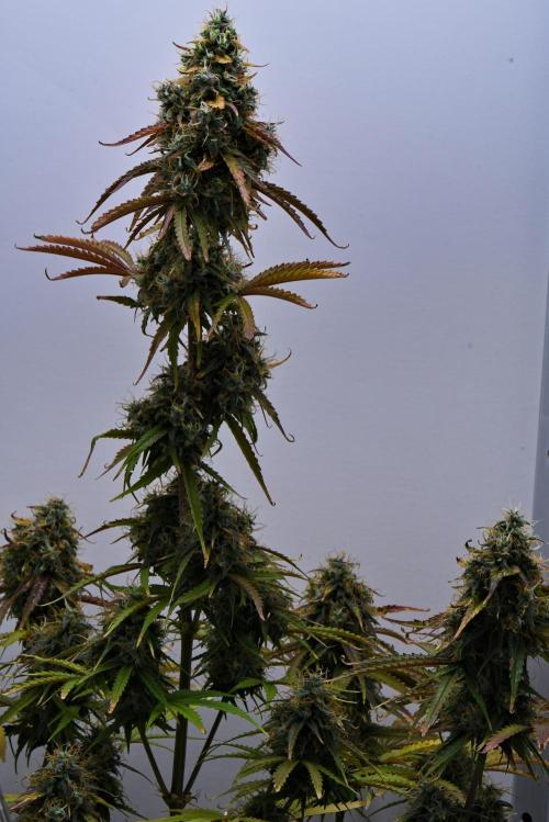 Cinderella | Fastbuds. Week 10 - Day 68