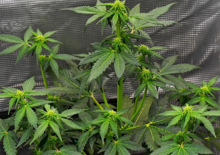 Sticky Broccoli Auto | Eternity Grow Cup. Week 6 - Day 36 Broccoli #1