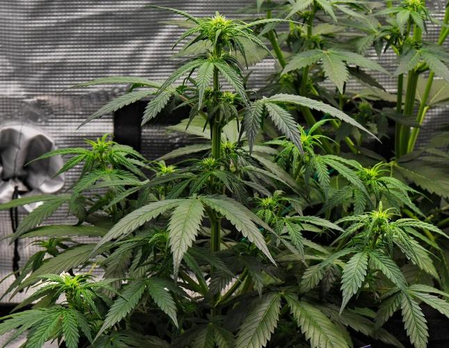 Sticky Broccoli Auto | Eternity Grow Cup. Week 6 - Day 36 Broccoli #2