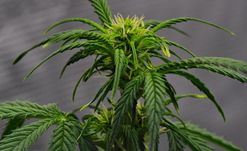 Sticky Broccoli Auto | Eternity Grow Cup. Week 6 - Day 36 Broccoli #2