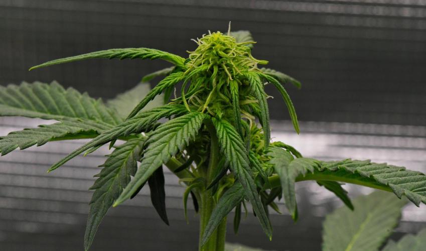 Sticky Broccoli Auto | Eternity Grow Cup. Week 6 - Day 36 Broccoli #1