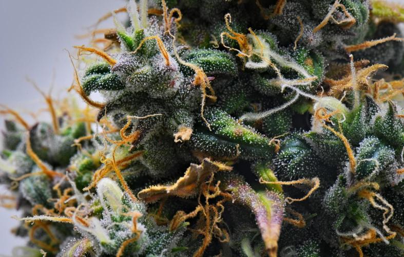 Cinderella | Fastbuds. Week 10 - Day 70