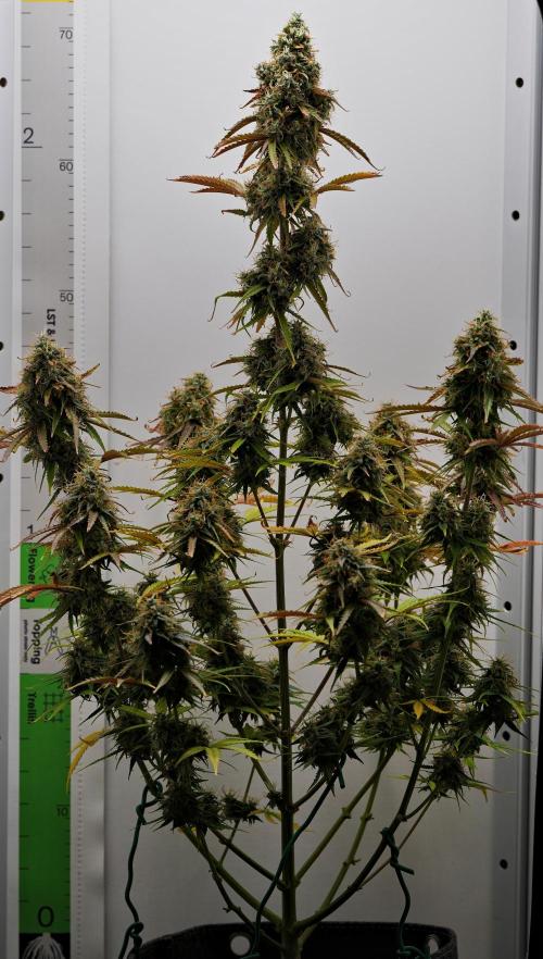 Cinderella | Fastbuds. Week 10 - Day 70