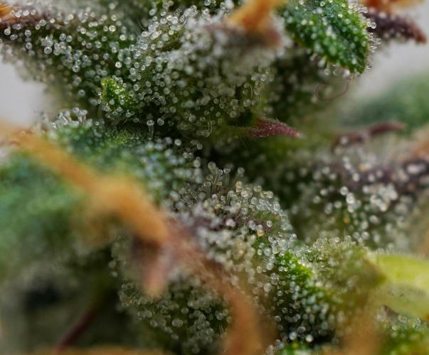 Cinderella | Fastbuds. Week 10 - Day 70