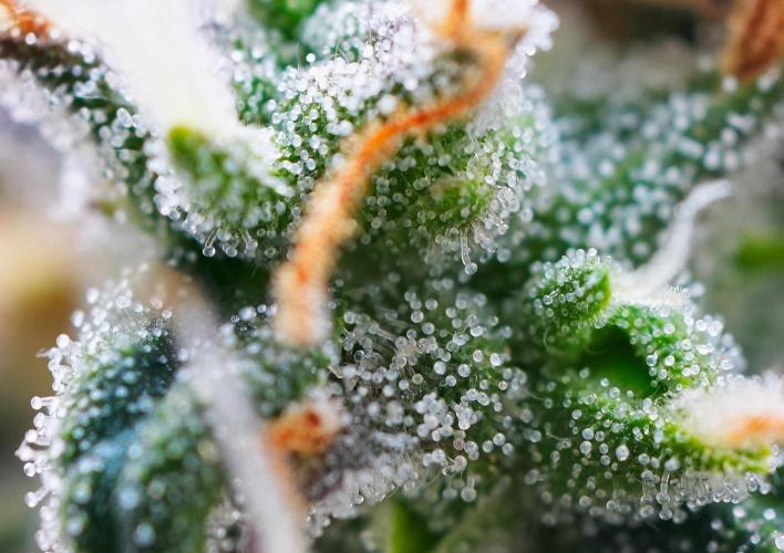 Cinderella | Fastbuds. Week 10 - Day 70