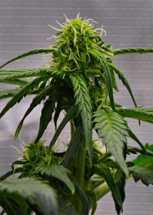 Sticky Broccoli Auto | Eternity Grow Cup. Week 6 - Day 38 Broccoli #1