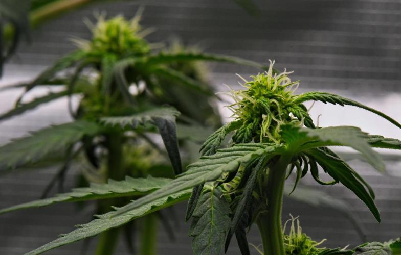 Sticky Broccoli Auto | Eternity Grow Cup. Week 6 - Day 38 Broccoli #1