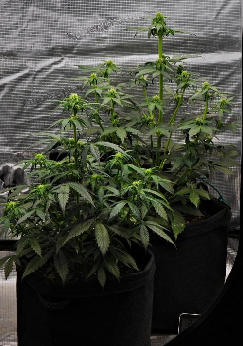 Sticky Broccoli Auto | Eternity Grow Cup. Week 6 - Day 38