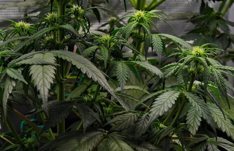 Sticky Broccoli Auto | Eternity Grow Cup. Week 6 - Day 38 Broccoli #2