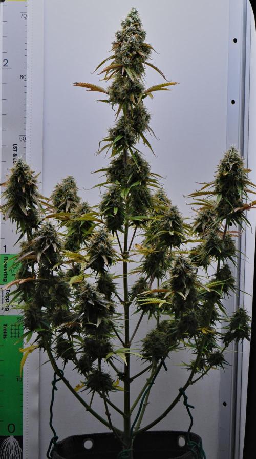 Cinderella | Fastbuds. Week 11 - Day 71