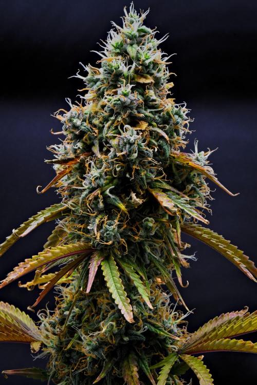 Cinderella | Fastbuds. Week 11 - Day 71