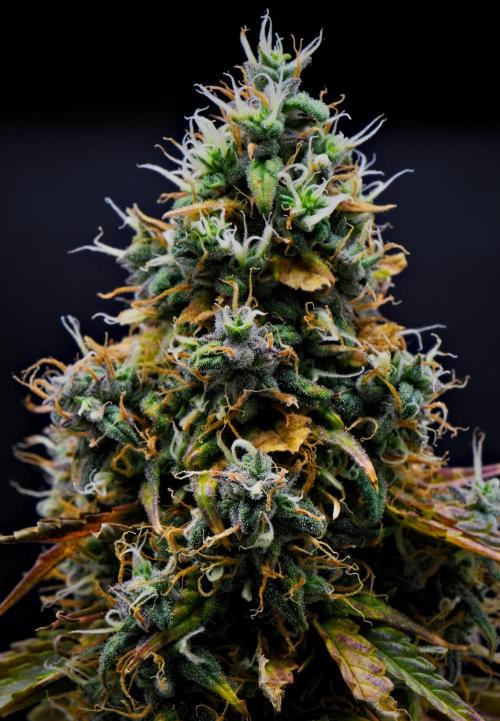 Cinderella | Fastbuds. Week 11 - Day 71