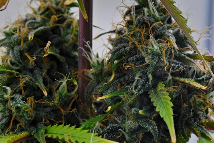 Cinderella | Fastbuds. Week 11 - Day 71