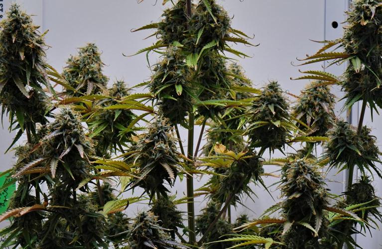 Cinderella | Fastbuds. Week 11 - Day 71