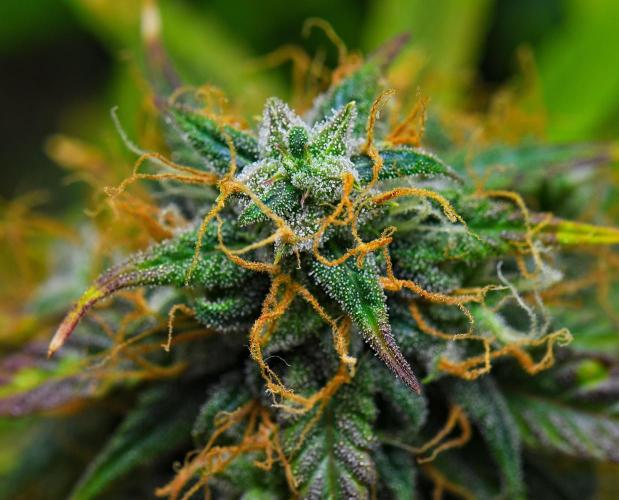 Cinderella | Fastbuds. Week 11 - Day 71