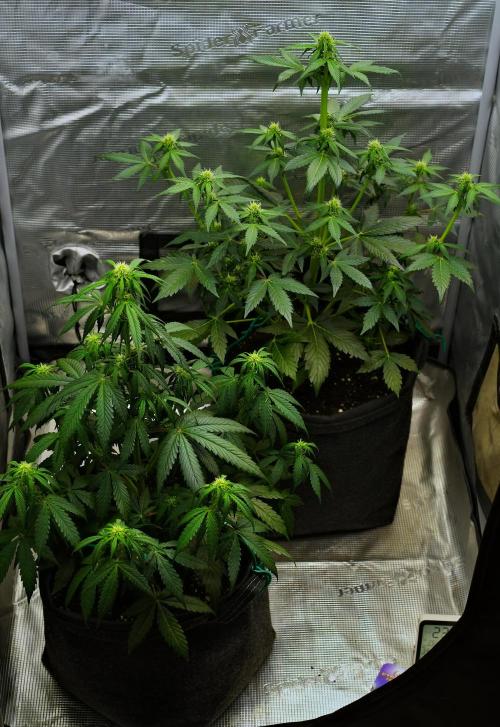 Sticky Broccoli Auto | Eternity Grow Cup. Week 6 - Day 39