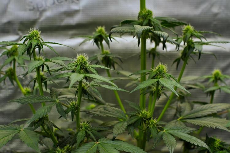 Sticky Broccoli Auto | Eternity Grow Cup. Week 6 - Day 39 Broccoli #1