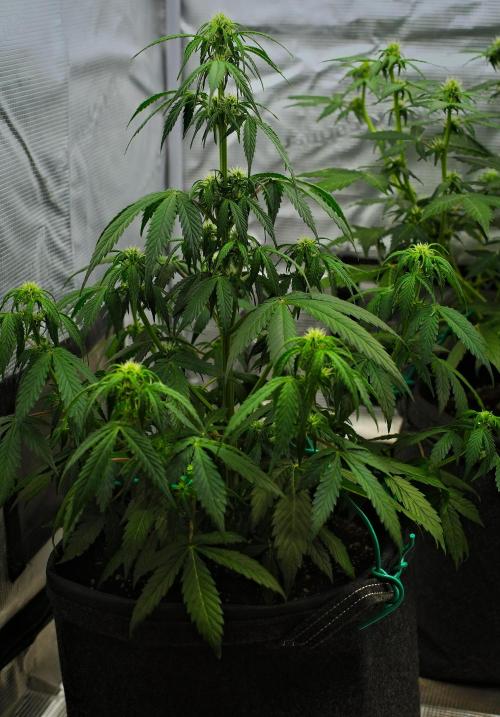 Sticky Broccoli Auto | Eternity Grow Cup. Week 6 - Day 39 Broccoli #2