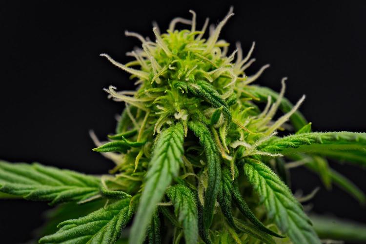 Sticky Broccoli Auto | Eternity Grow Cup. Week 6 - Day 39 Broccoli #1