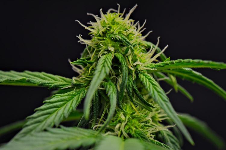 Sticky Broccoli Auto | Eternity Grow Cup. Week 6 - Day 39 Broccoli #1