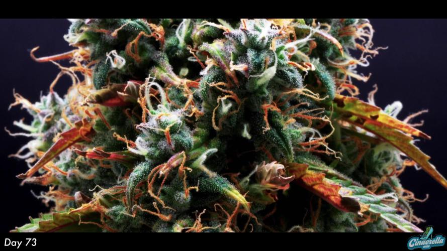 Cinderella | Fastbuds